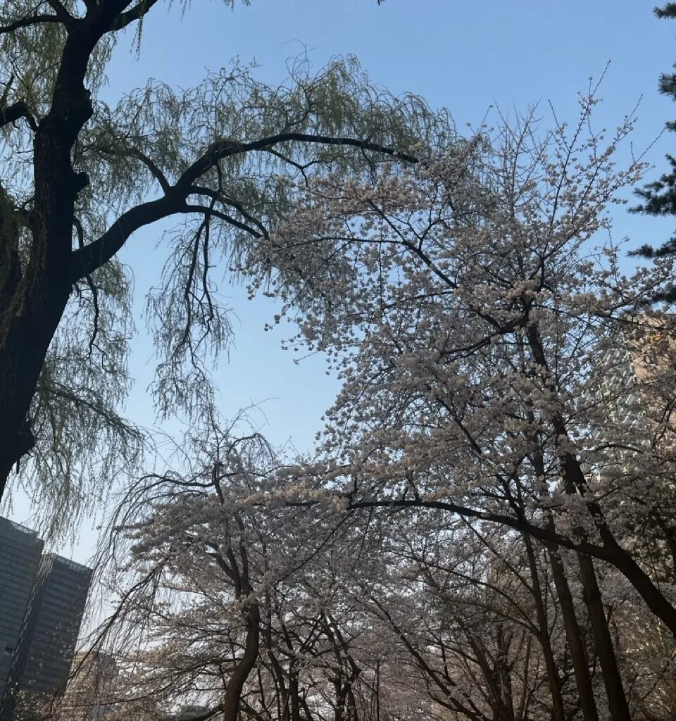 Photo de cerisier en fleur à Séoul, plus précisement Seokchon lake.